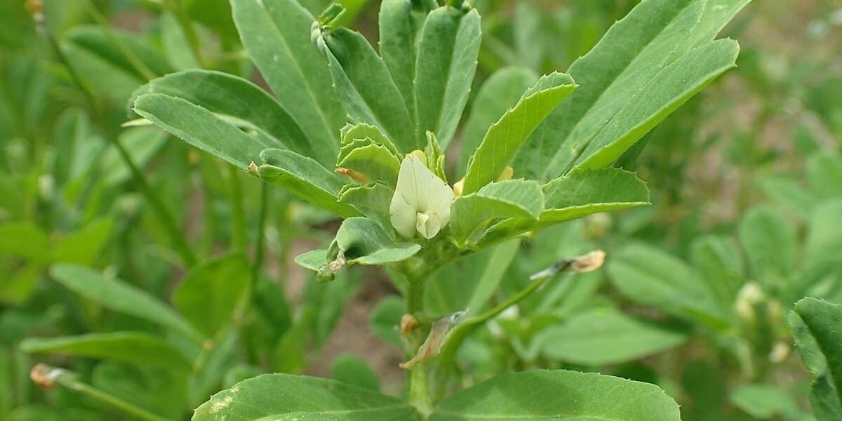 Ruda: para qué sirve y cómo hacer el té