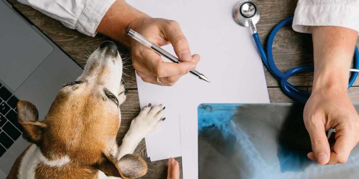 What to Expect During Your Dogs Echocardiogram