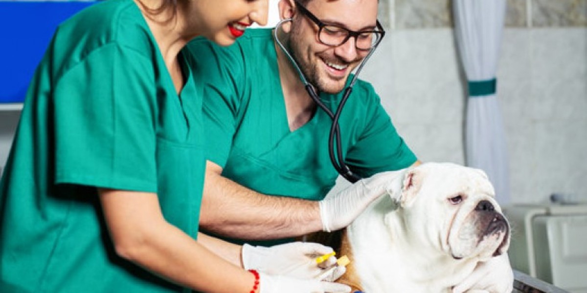 ¿Cuánto cuesta ir al veterinario en España? Precios de los servicios