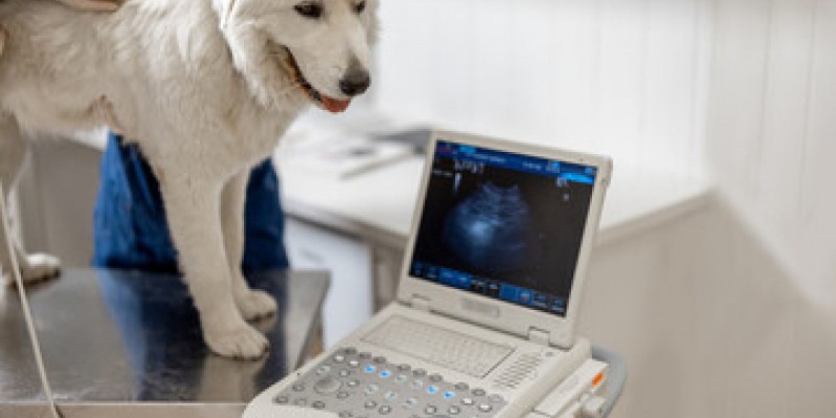 How Much Does An Echocardiogram Cost For A Cat