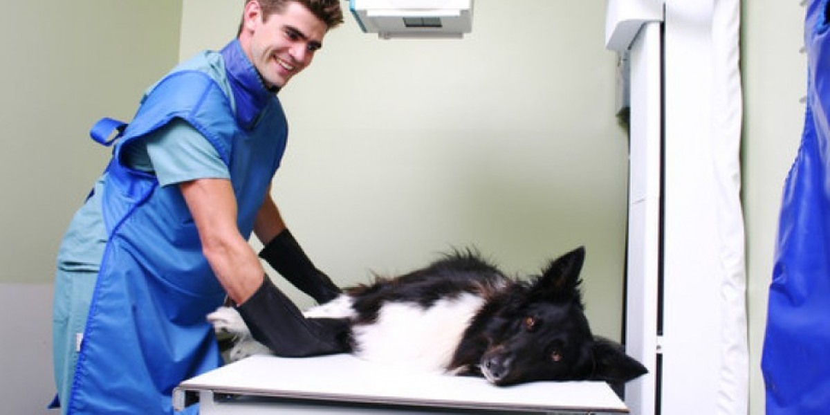 Radiología veterinaria: Rayos X para mascotas