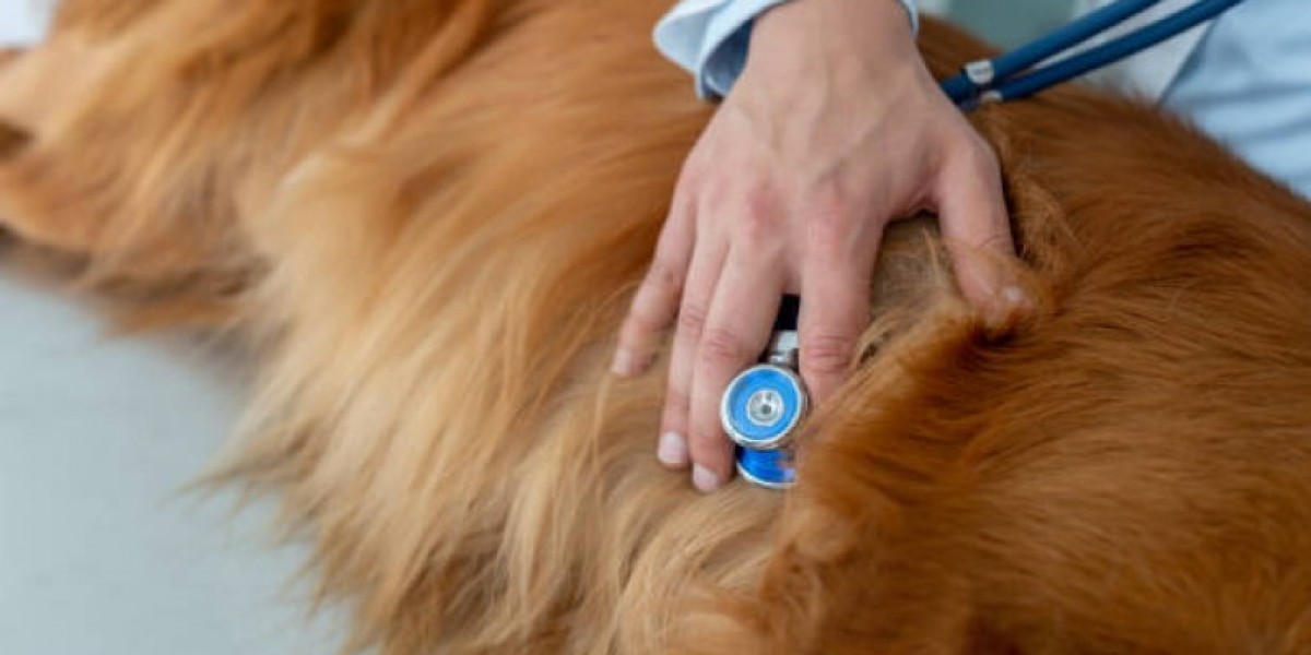 Saúde Canina em Jabaquara: A Importância dos Exames Laboratoriais